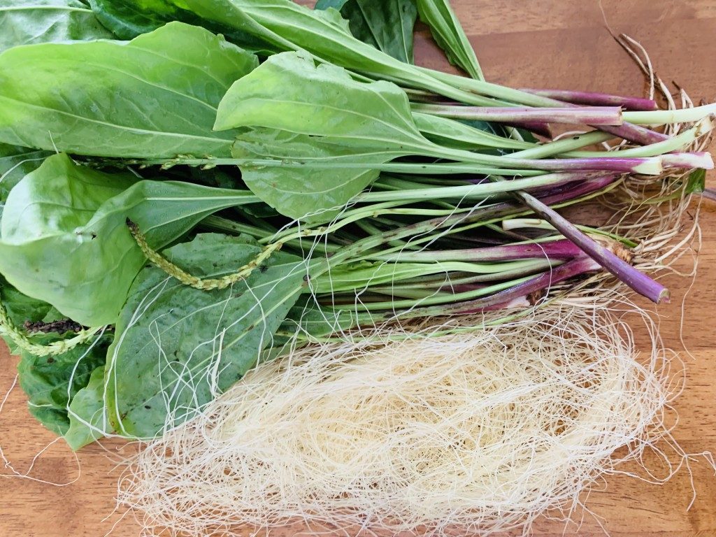 Plantain Herb and Corn Silk Tea