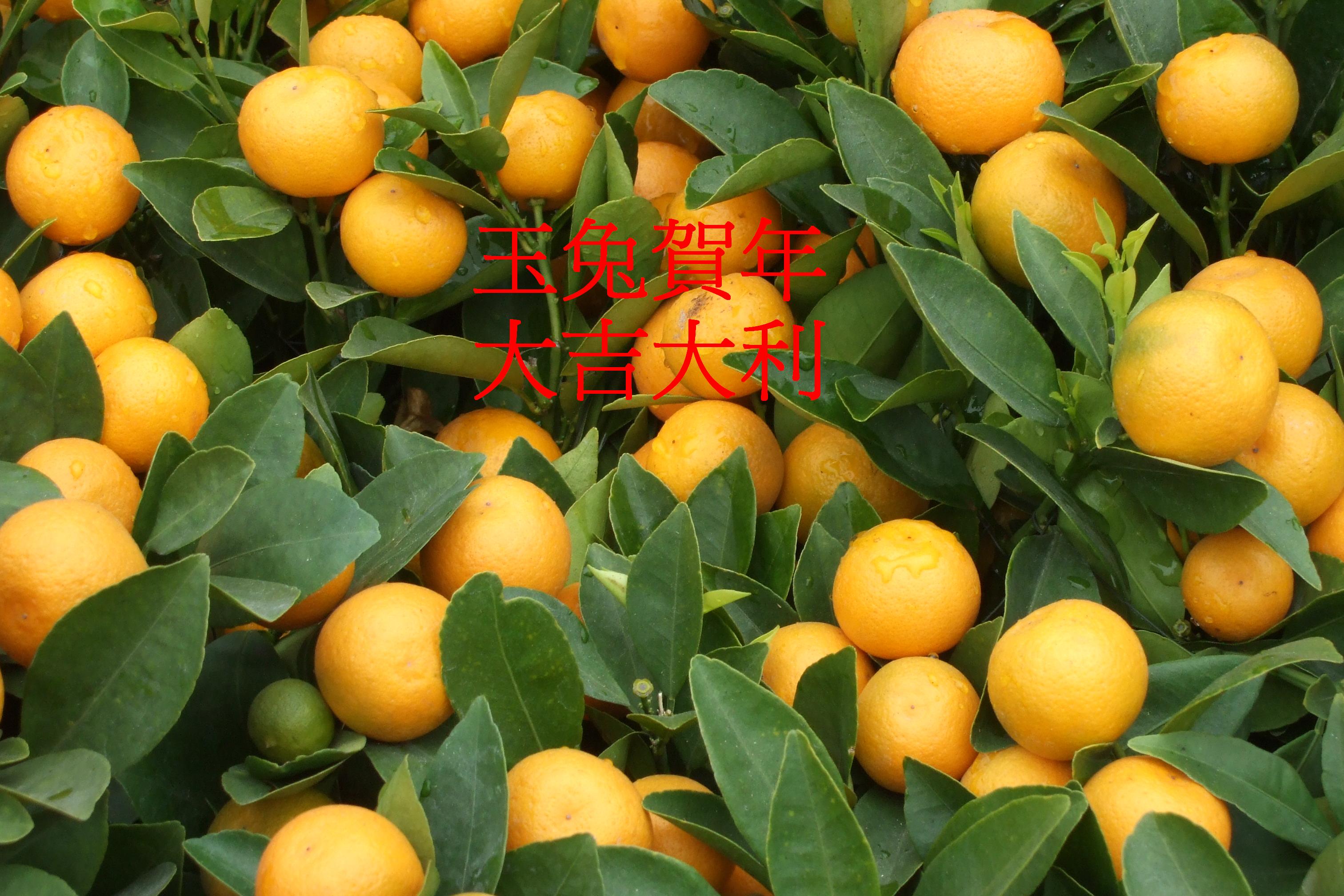 Prosperity Soup (Fat Choy Hou Si Soup)