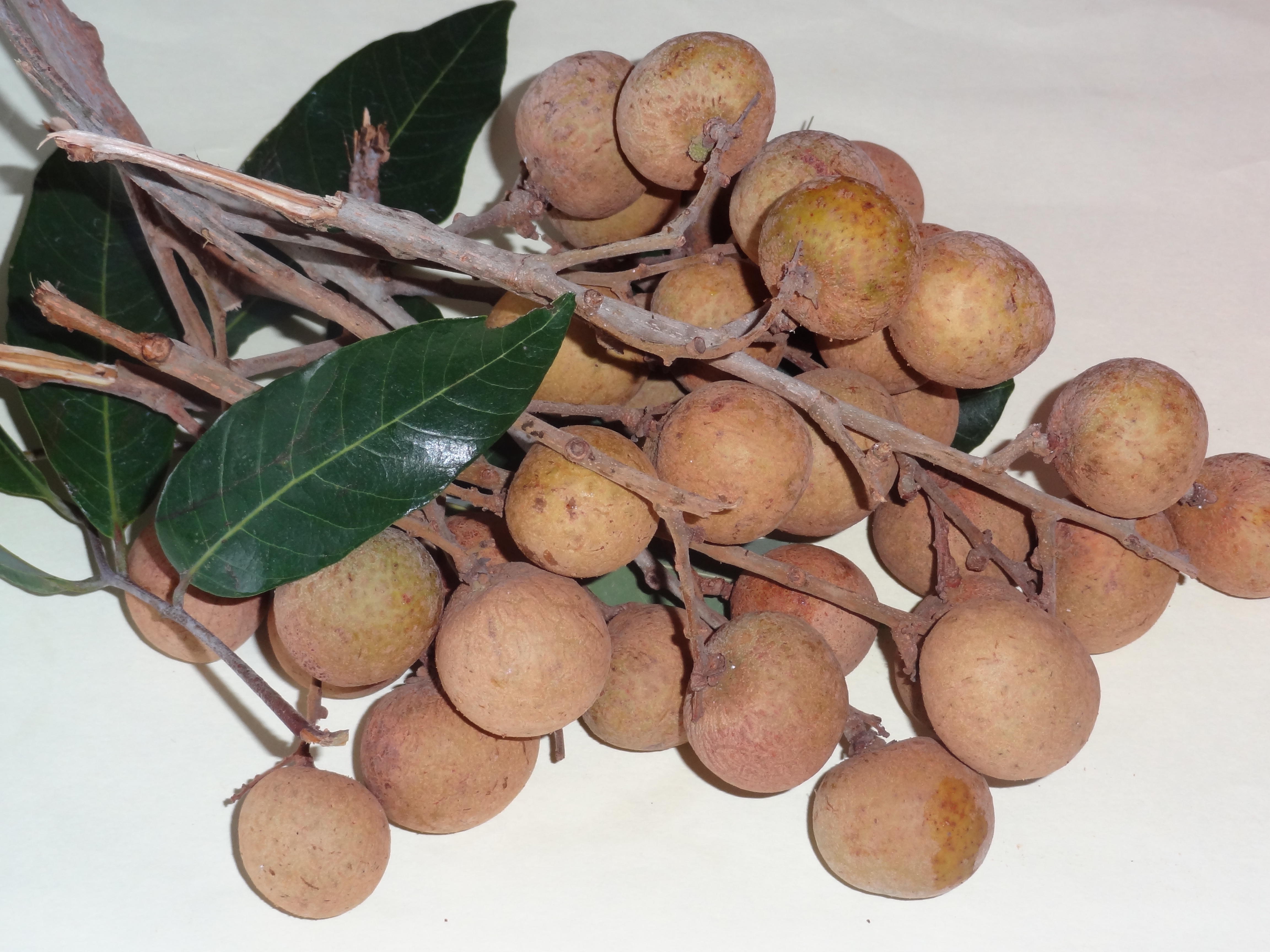 Longan Goji Berry Tea