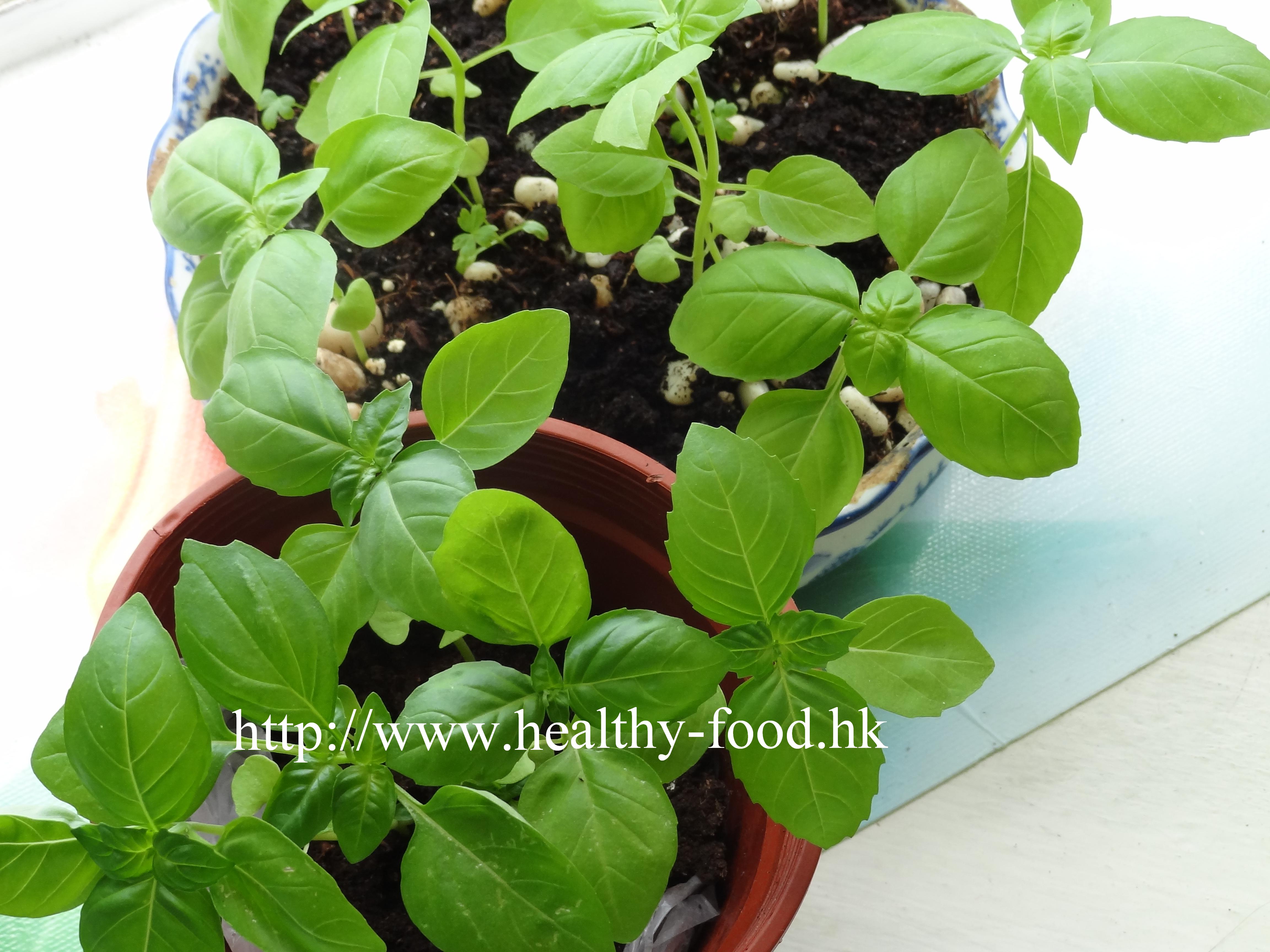 Basil and Large Fish Head Soup