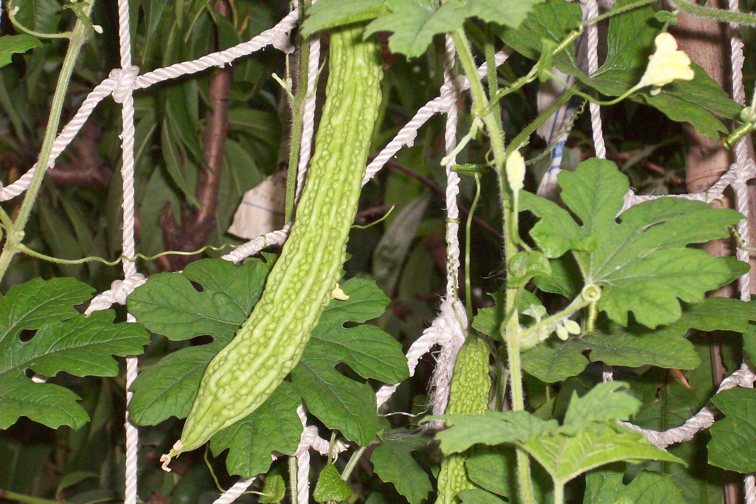 Bitter Melon and Apple Juice