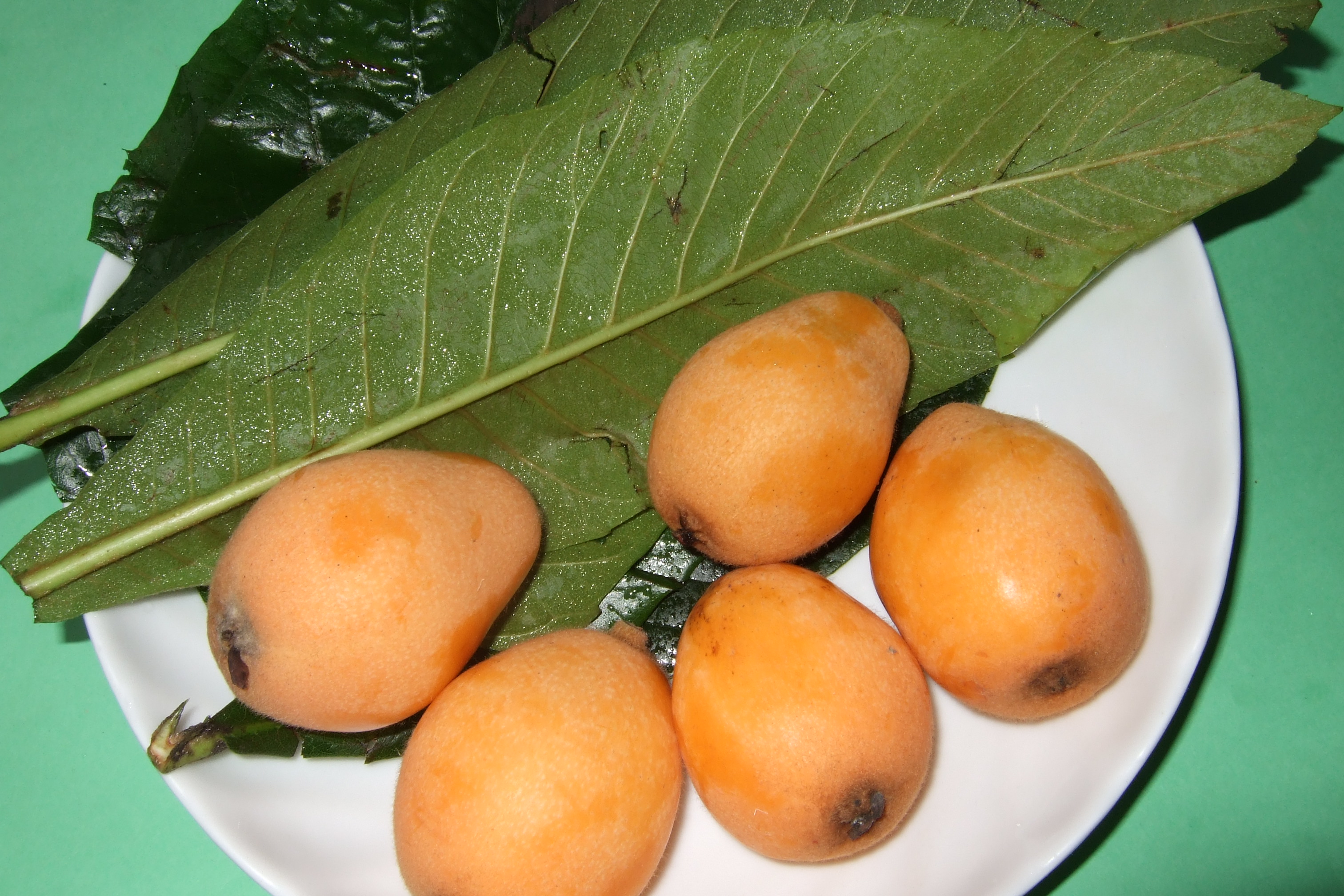 Fresh Loquat Leaf and Fruit Tea