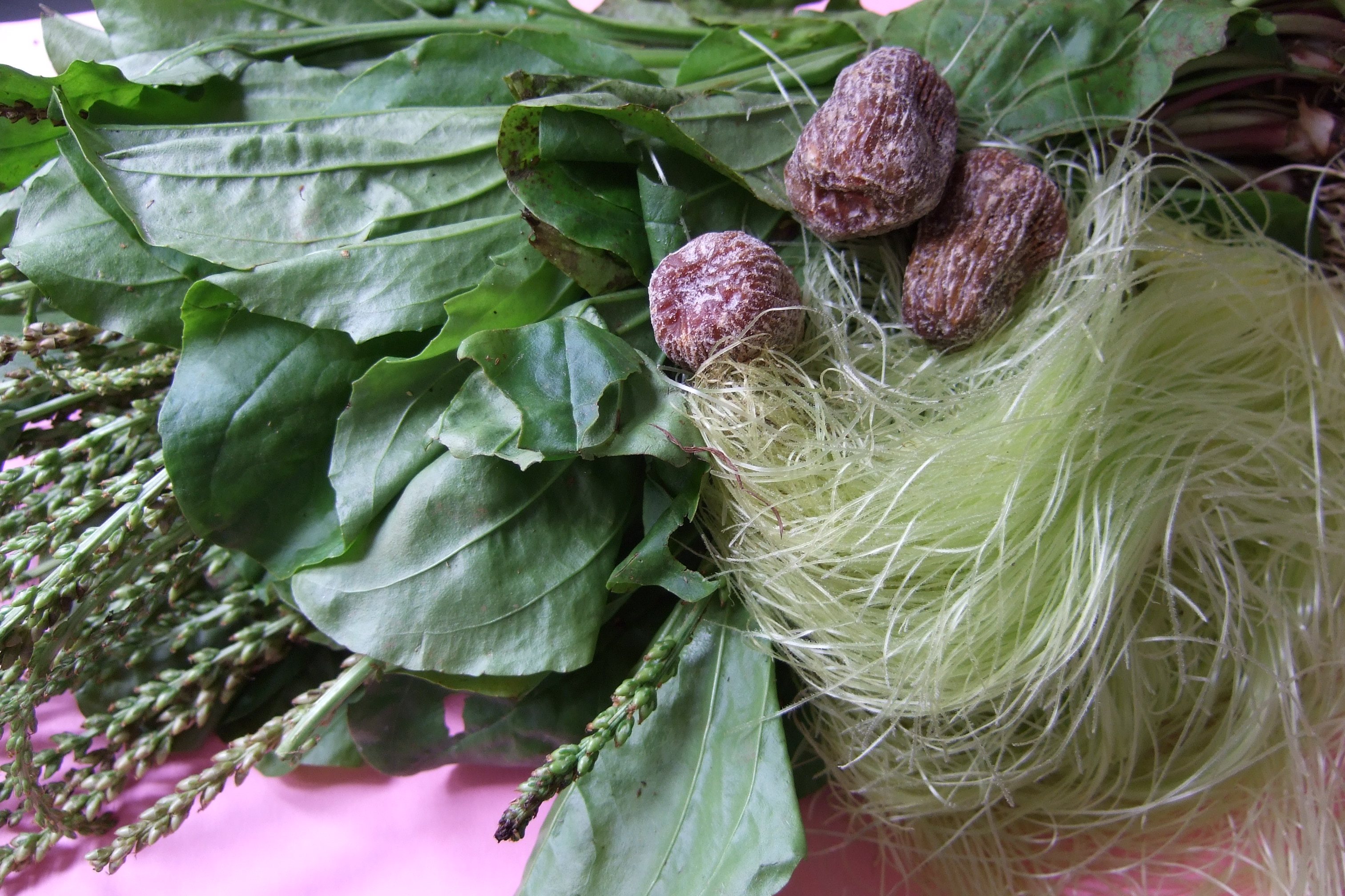 Plantain Herb and Corn Silk Tea (Che Qian Cao and Corn Silk)