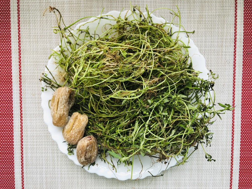 Oldenlandia and Lobelia Herbal Tea (Bai Hua She She Cao and Ban Bian Lian)